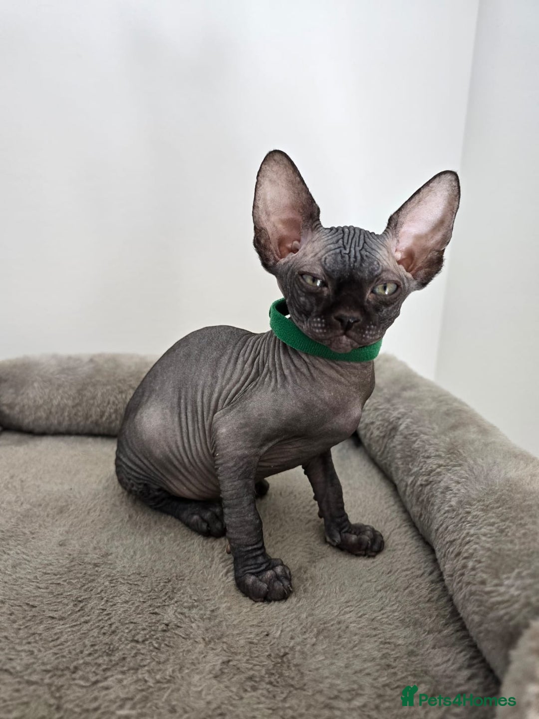 Sphynx cats for sale: TICA registered Canadian sphynx  - Image 16