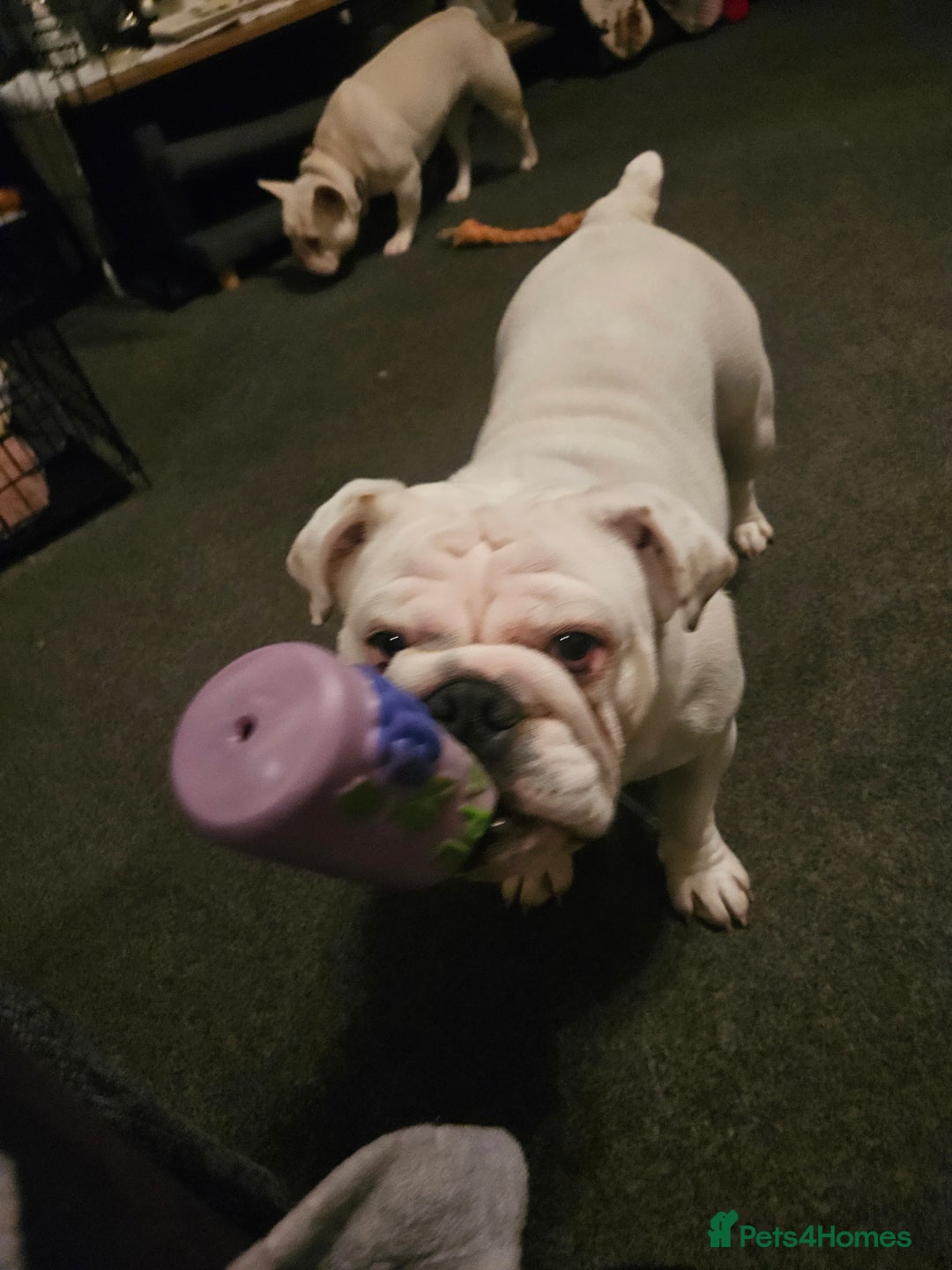 English Bulldog dogs for sale: Kc registered English bulldog - Image 4