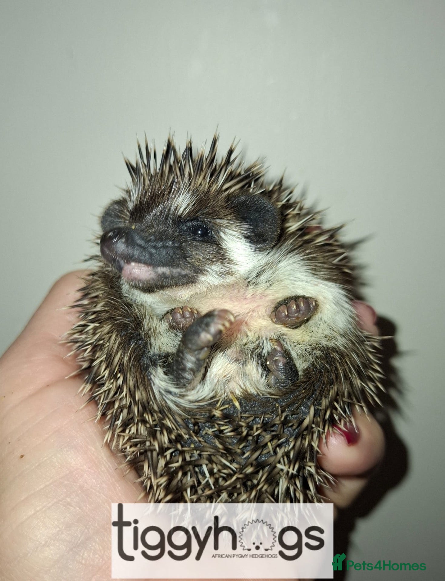 Pygmy Hedgehog rodents for sale: 1 female 3 Male African Pygmy Hedgehogs available  - Advert 1