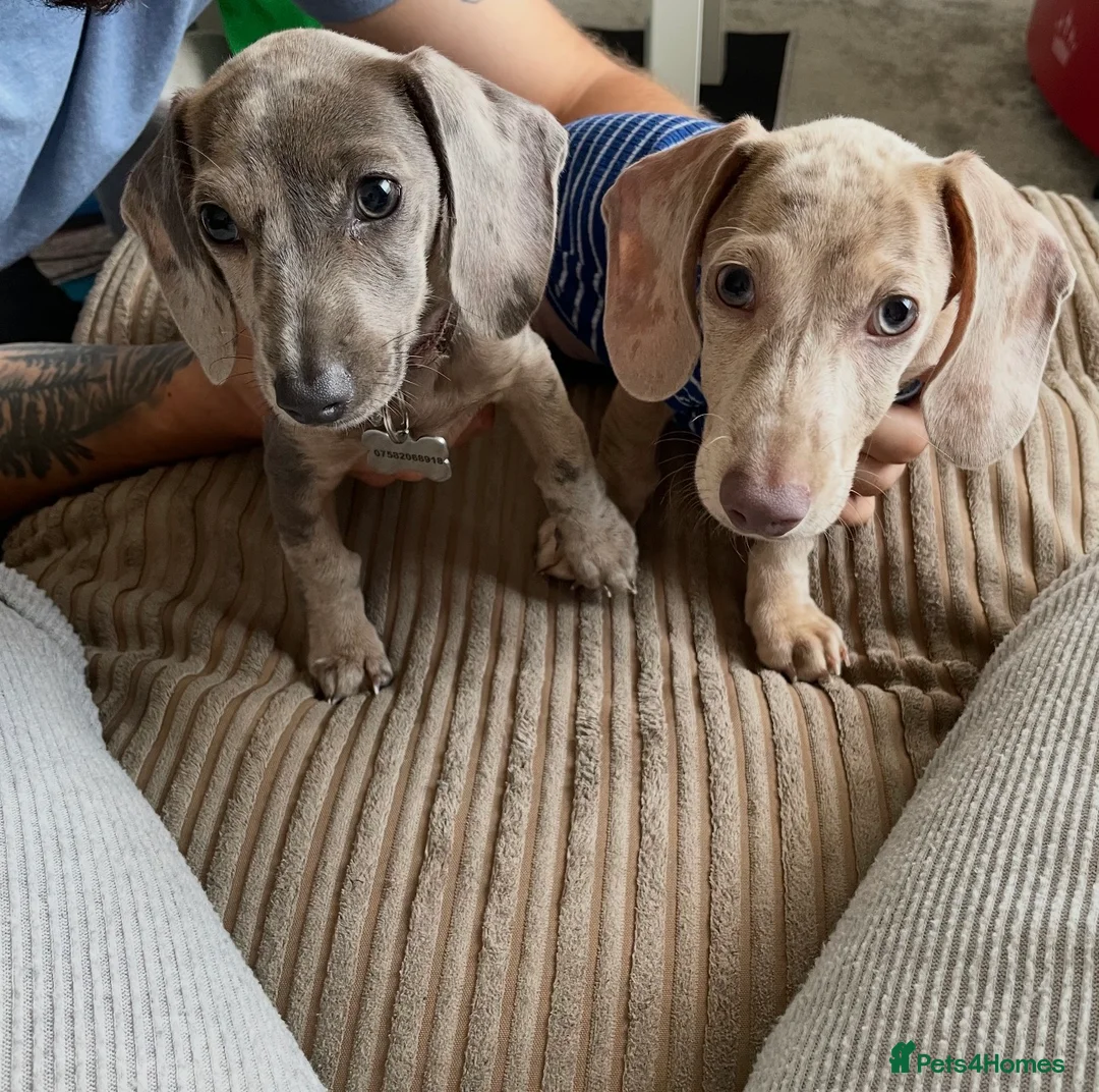 Miniature Dachshund dogs for stud: 💙 STUNNING SOLID BLACK MINIATURE STUD BOY💙 in Leicester - Advert 7