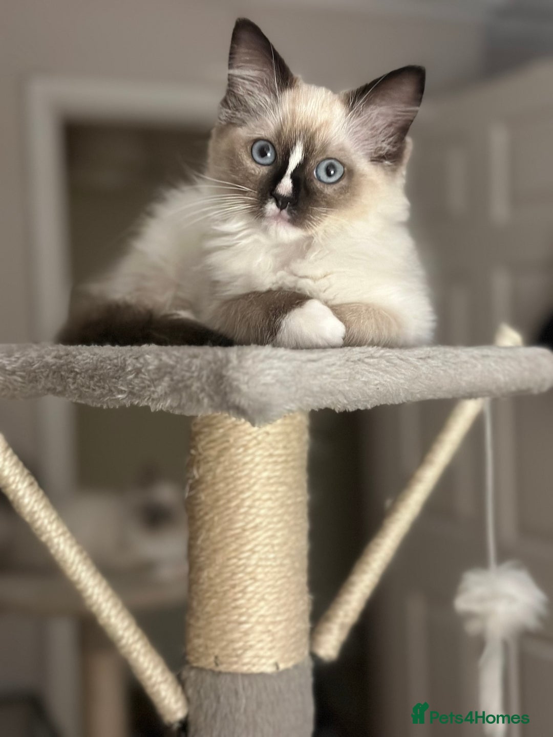 Ragdoll cats for sale: Last boy available! GCCF parents, pure ragdoll🤍 - Advert 31