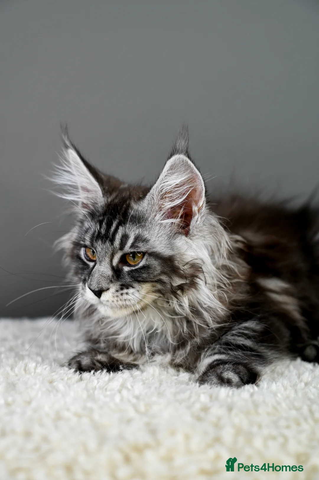 Maine Coon cats for sale: 🧬 STUNNING KITTENS - TICA REGISTERED 🎖️ - Advert 33