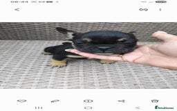 French Bulldog dogs for sale: French bulldog  - Image 2