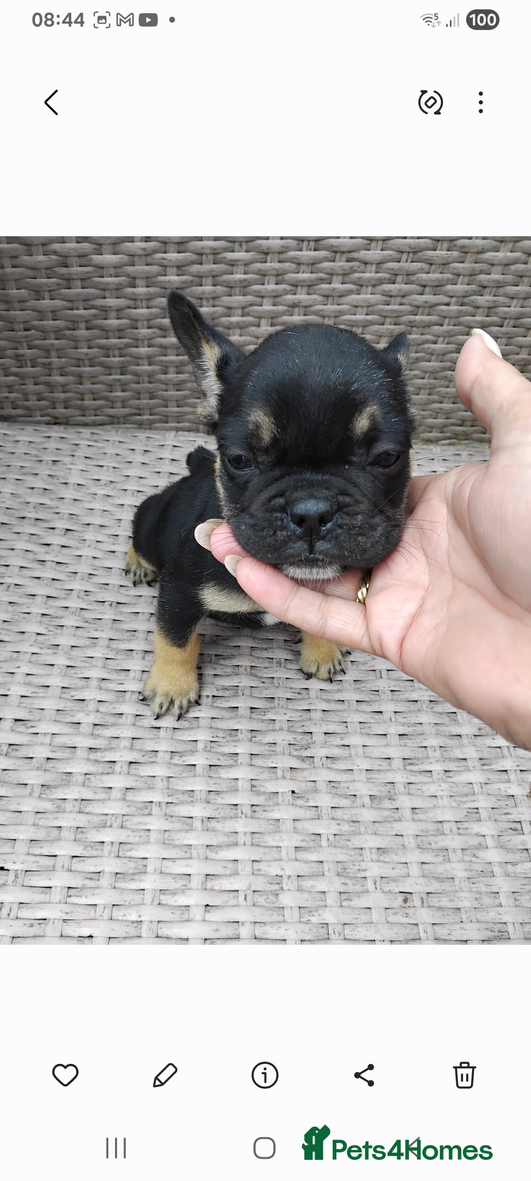 French Bulldog dogs for sale: French bulldog  - Image 2