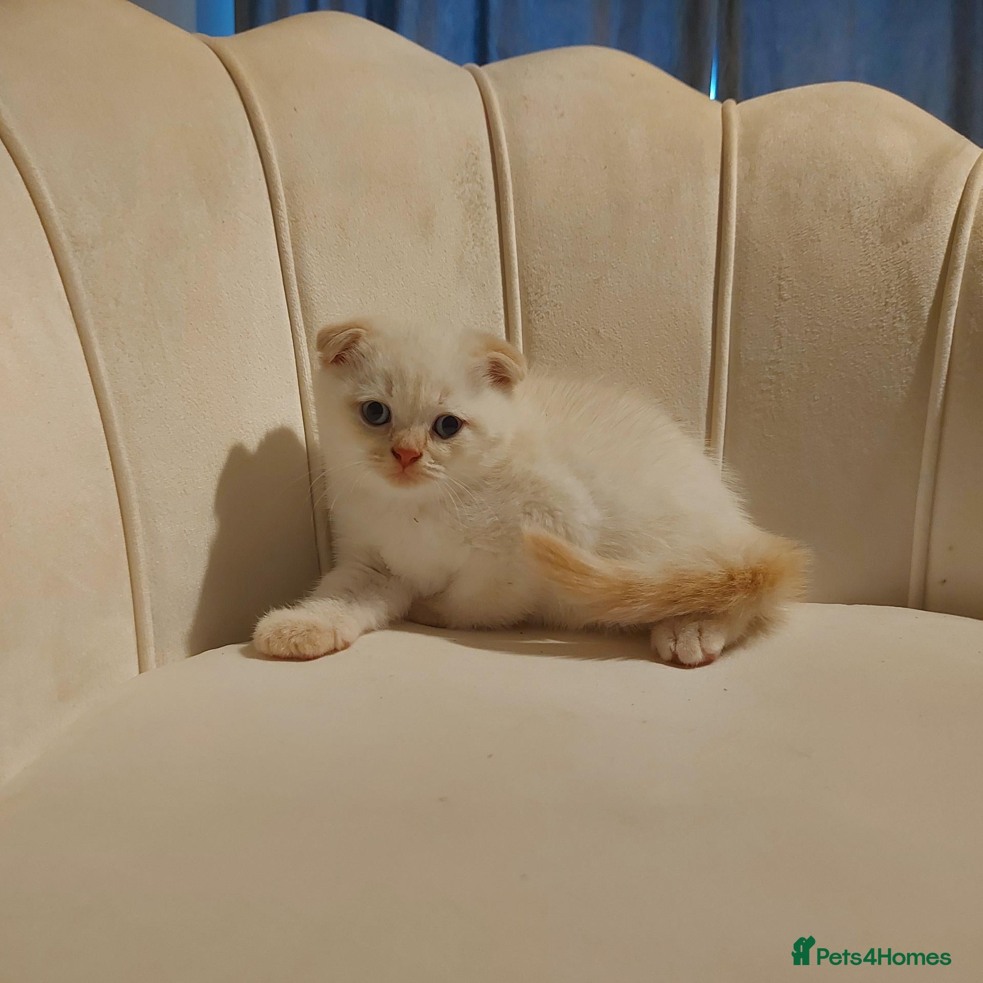 British Shorthair cats Cream color point kitten left Bradford  - Advert 9
