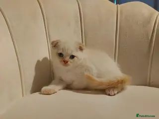 British Shorthair cats Cream color point kitten left Bradford - Advert 9