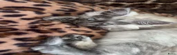 Mixed Breed cats for sale: Kittens  - Advert 4