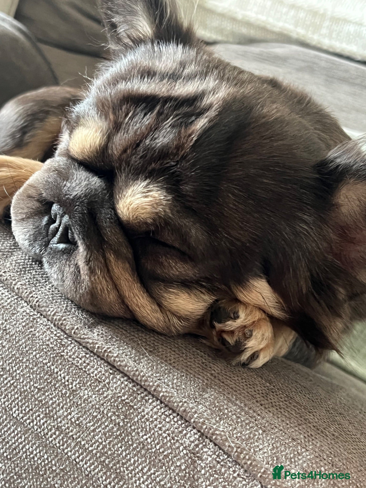 French Bulldog dogs Full visual fluffy frenchies  - Advert 1