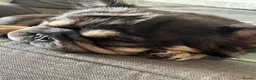 French Bulldog dogs for sale: Full visual fluffy frenchies  - Advert 1