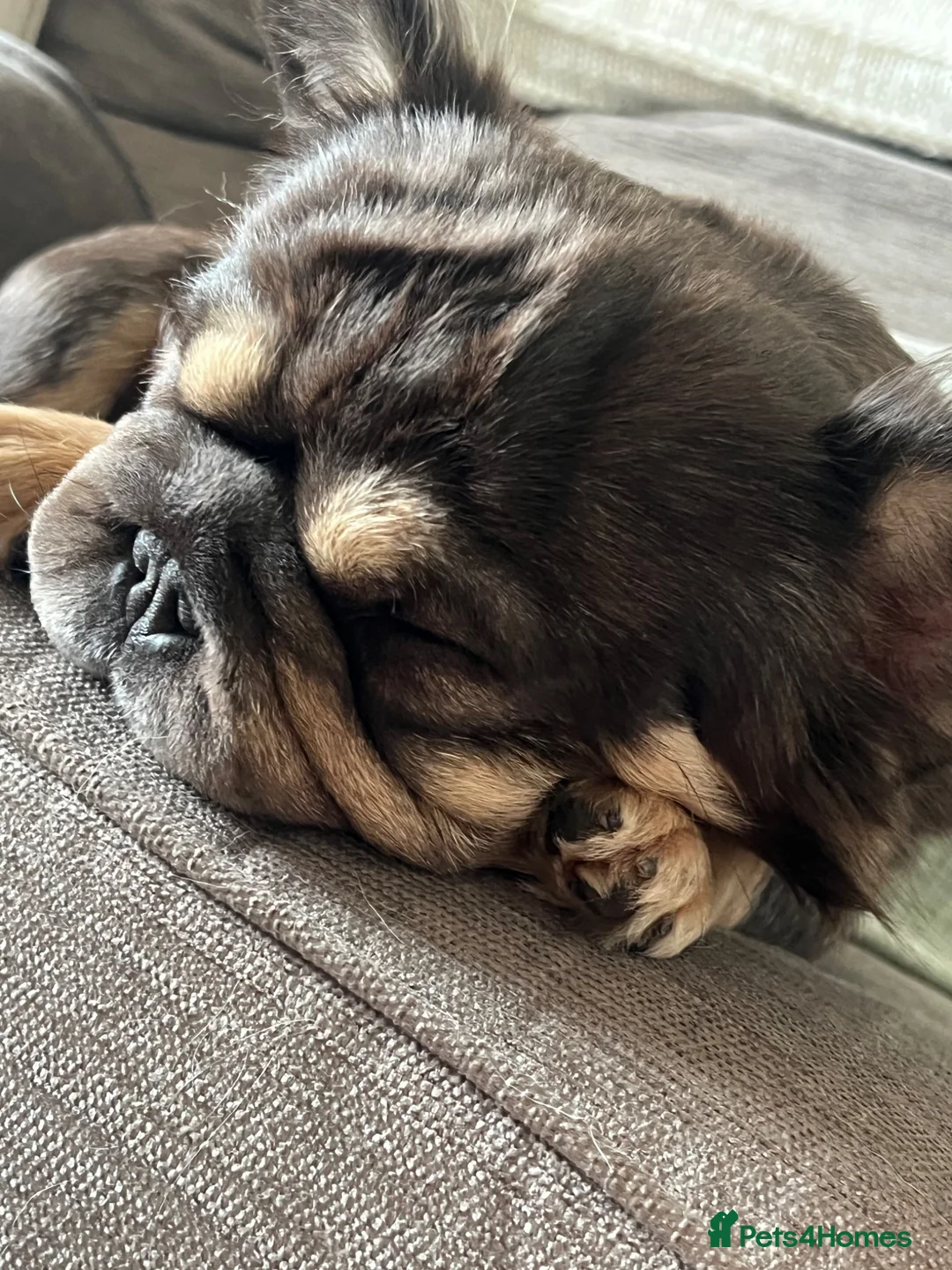 French Bulldog dogs for sale: Full visual fluffy frenchies  - Advert 1