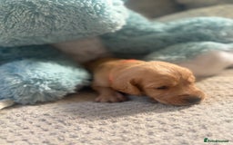 Cockerdor dogs for sale: 🐶Cockerdor Puppies 🐶 - Image 9