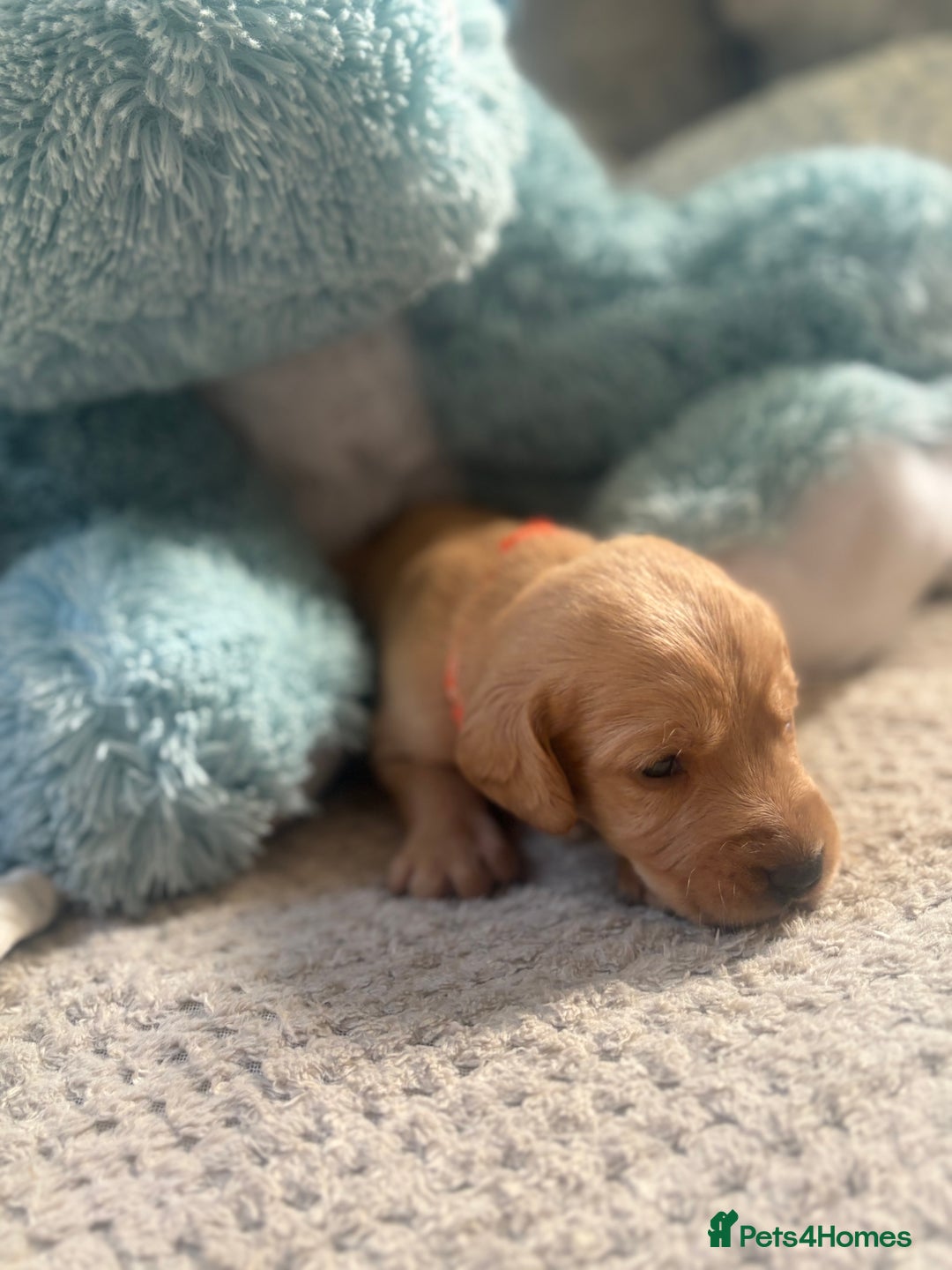 Cockerdor dogs for sale: 🐶Cockerdor Puppies 🐶 - Image 9