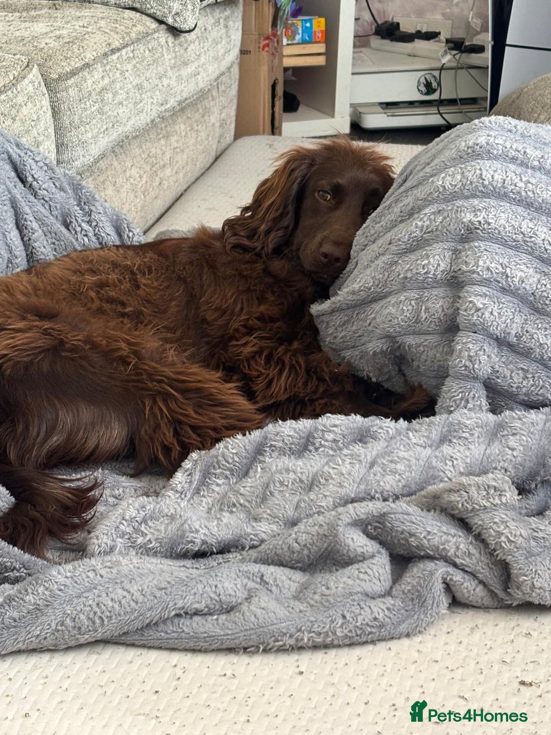 Mixed Breed dogs for sale: Family dog for rehoming  - Advert 6