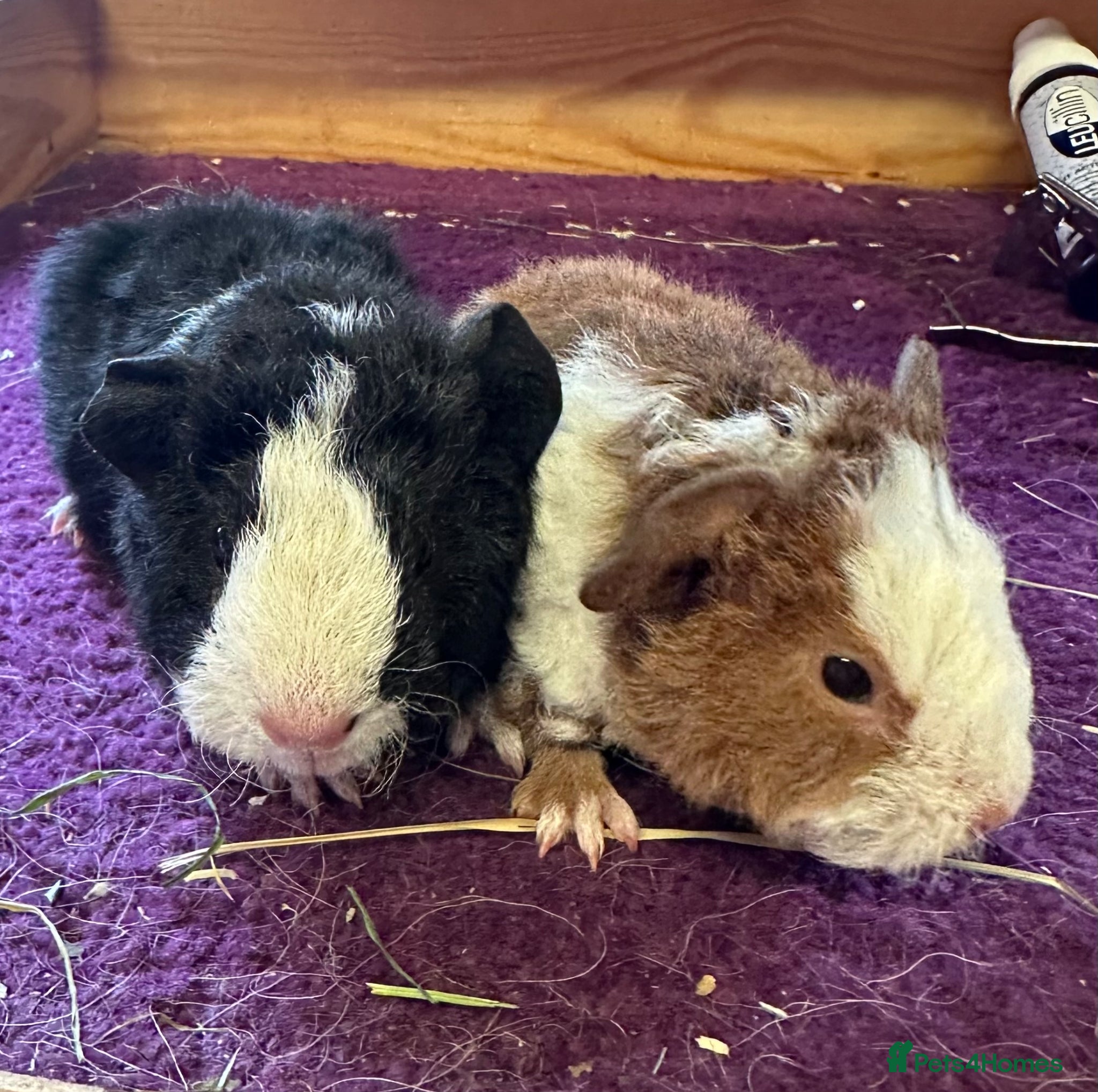 Guinea Pig rodents Teddy,swiss and funky guinea pigs - Advert 18
