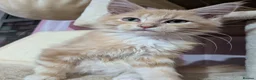Maine Coon cats for sale: Mainecoon x Ragdoll kittens,read full description  - Advert 5
