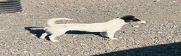 Jack Russell dogs for sale: Jack Russell - Advert 3