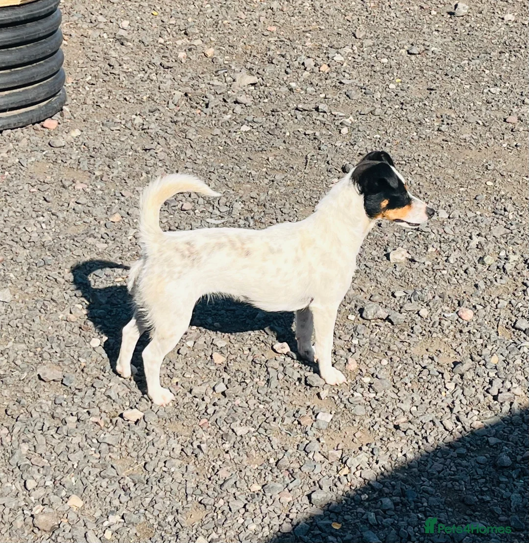 Jack Russell dogs for sale: Jack Russell - Advert 3