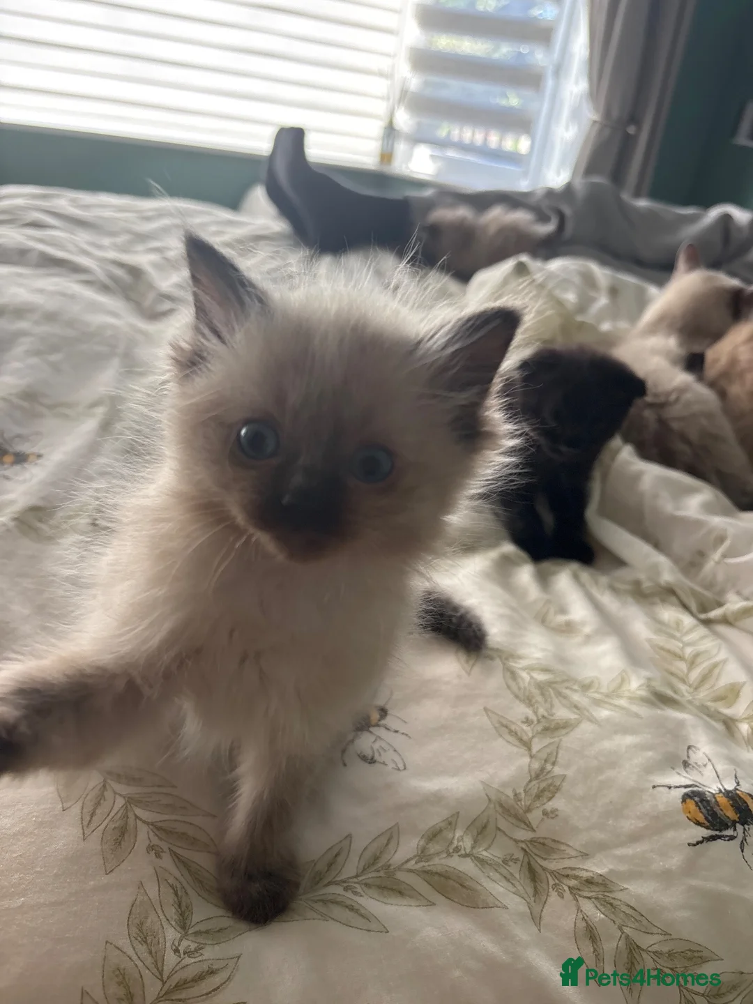 Ragdoll cats for sale: Ragdoll boys  - Advert 2