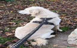 Golden Retriever dogs for sale: Stunning Golden Retriever Adult - Image 3