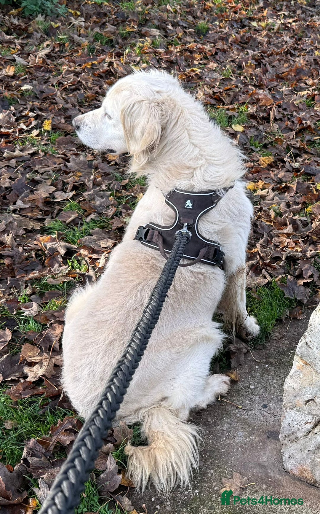 Golden Retriever dogs for sale: Stunning Golden Retriever Adult - Image 3