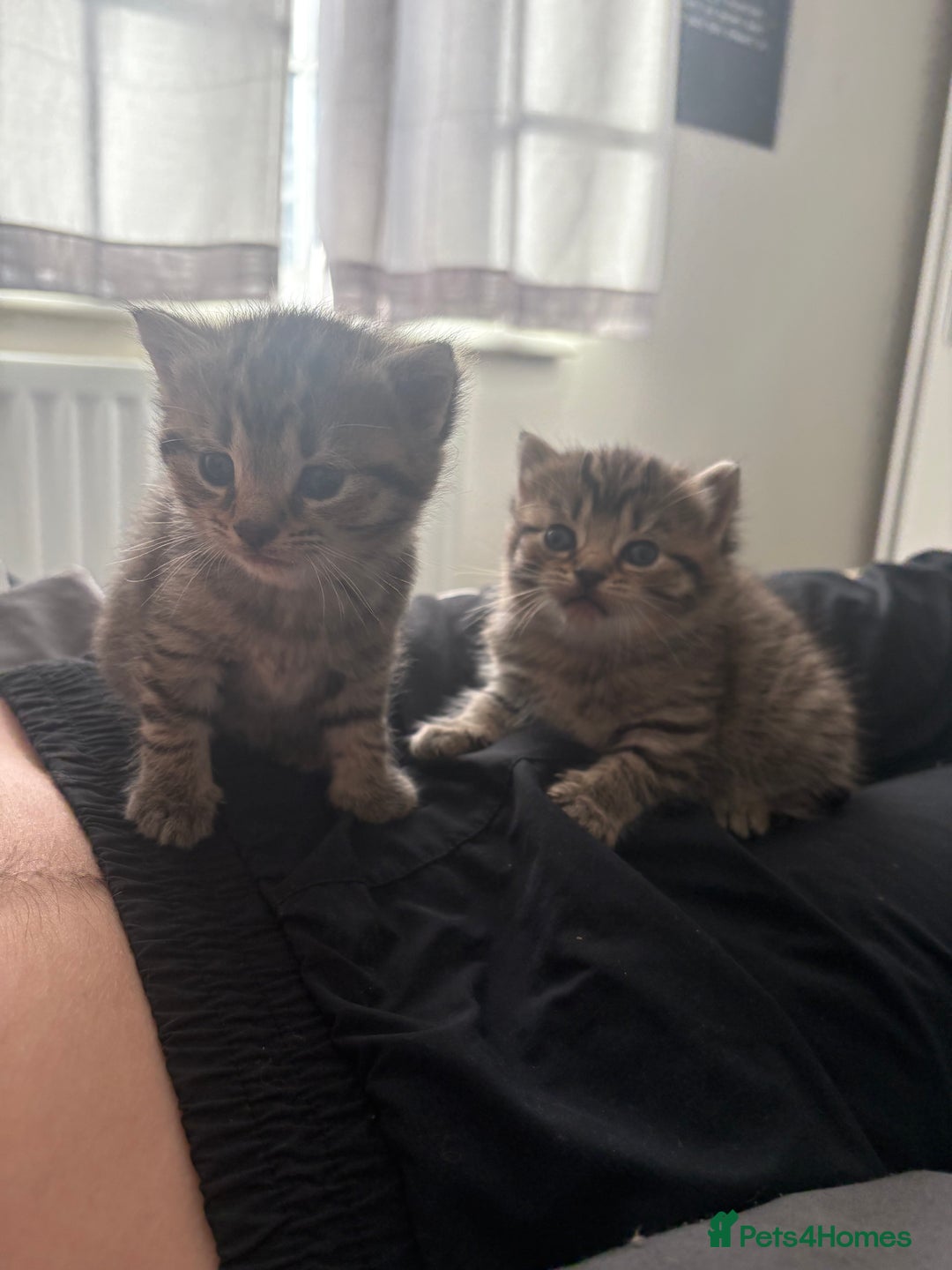Siberian cats for sale: Beautiful British short hair x kittens  - Advert 13