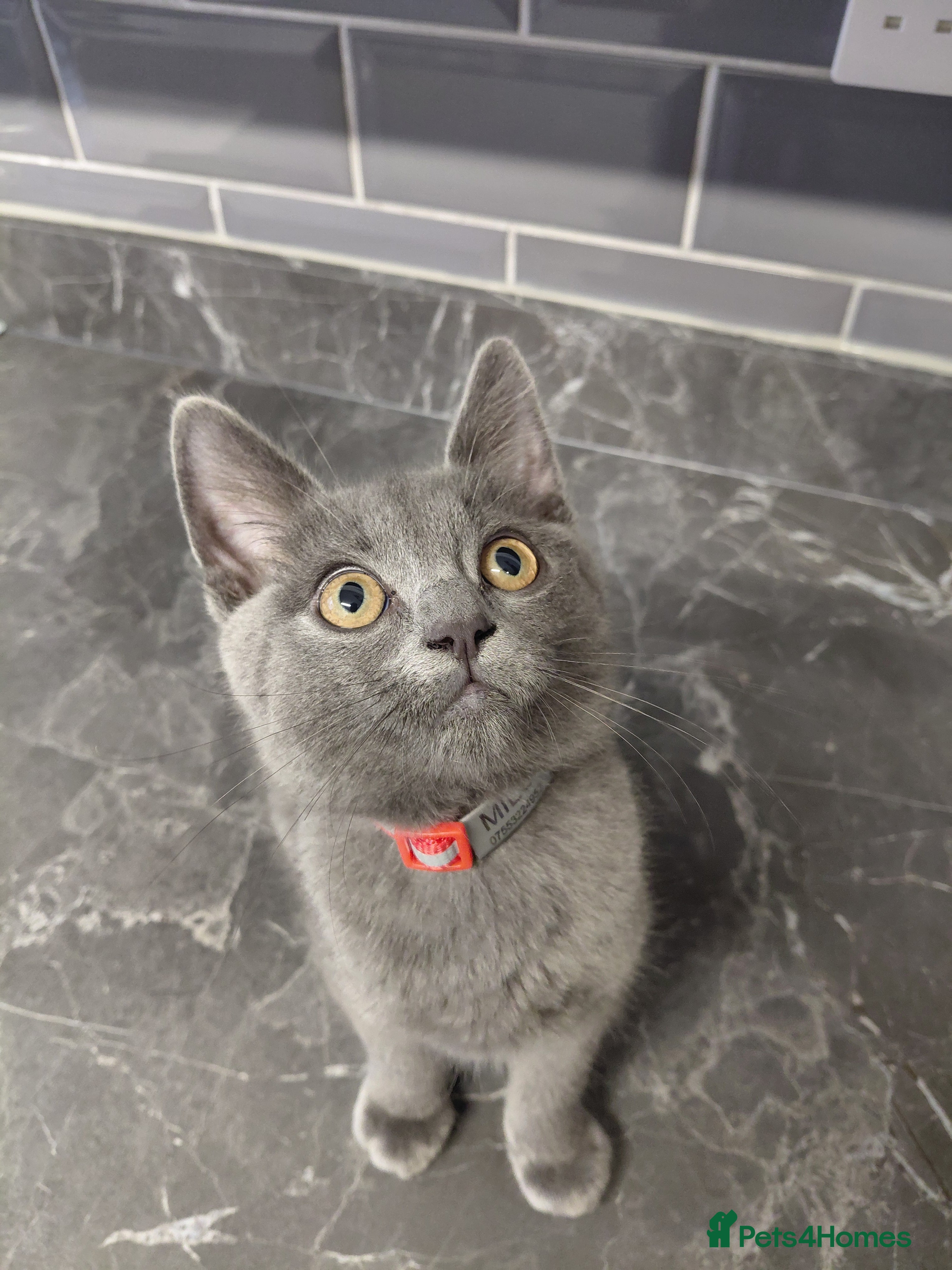 British Shorthair cats British Shorthair cross - Advert 2