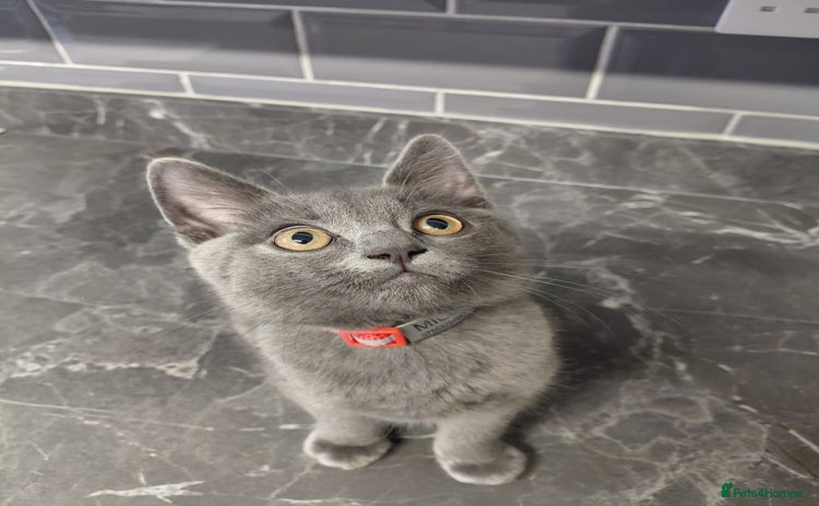 British Shorthair cats - Advert 2