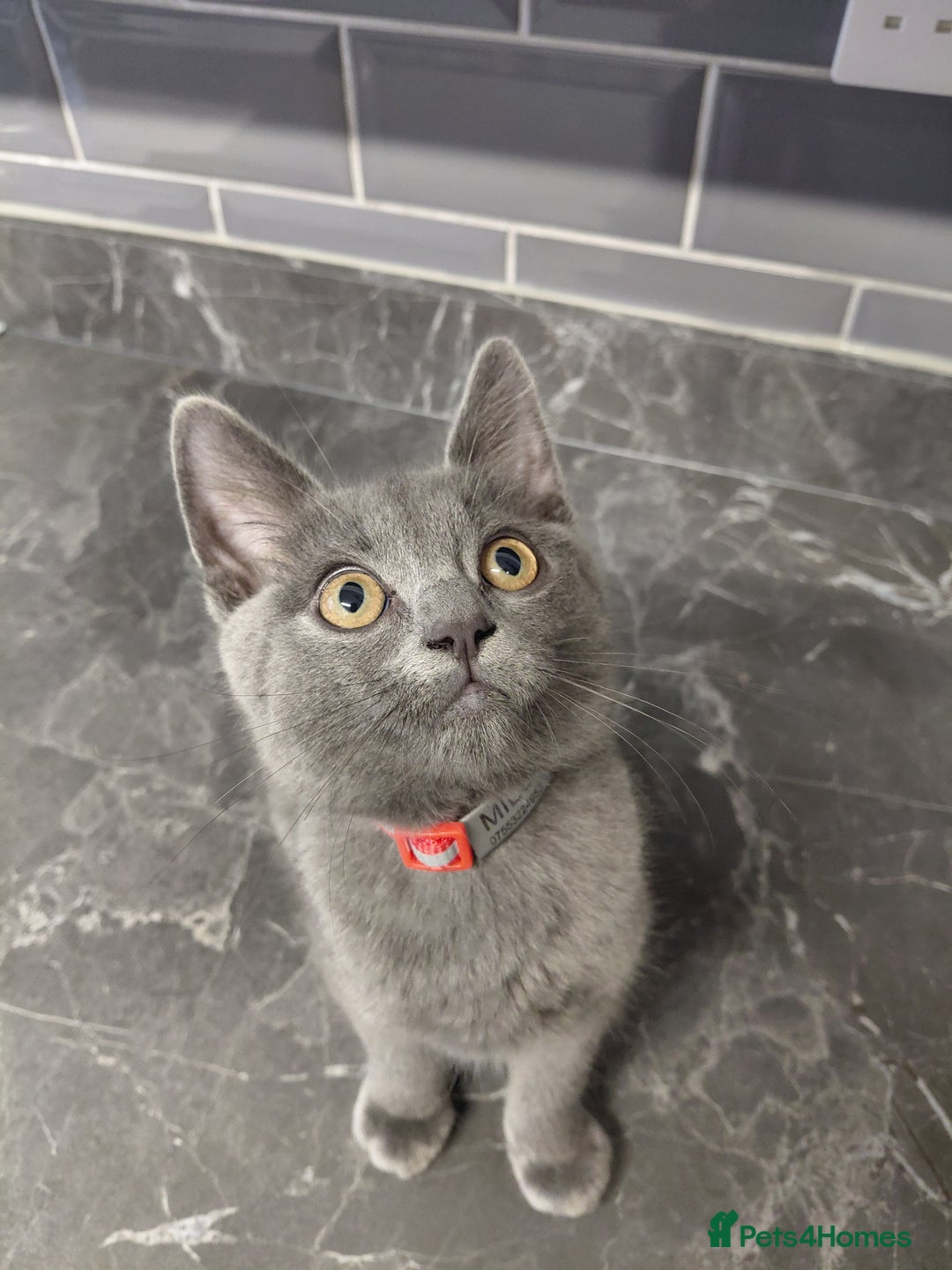 British Shorthair cats for sale: British Shorthair cross - Image 1