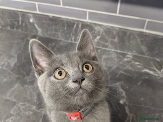 British Shorthair cats - Advert 1