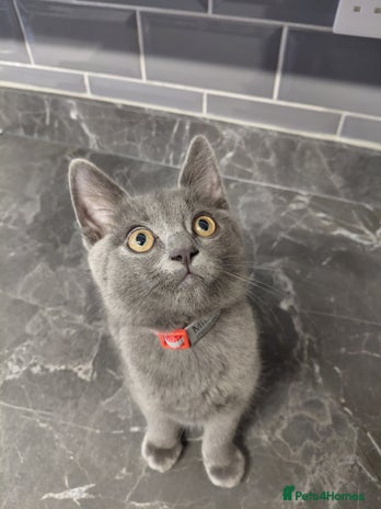 British Shorthair cats - Advert 4