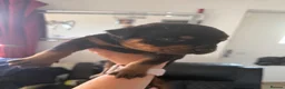 Rottweiler dogs for sale: Absolutely stunning Rottweiler puppies  - Advert 27