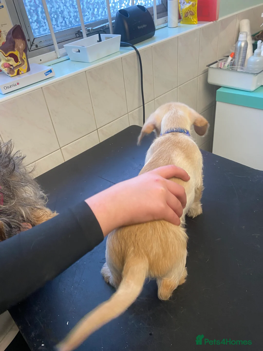 Mixed Breed dogs for sale: Daxie-CHON PUPPIES FOR SALE - Advert 27