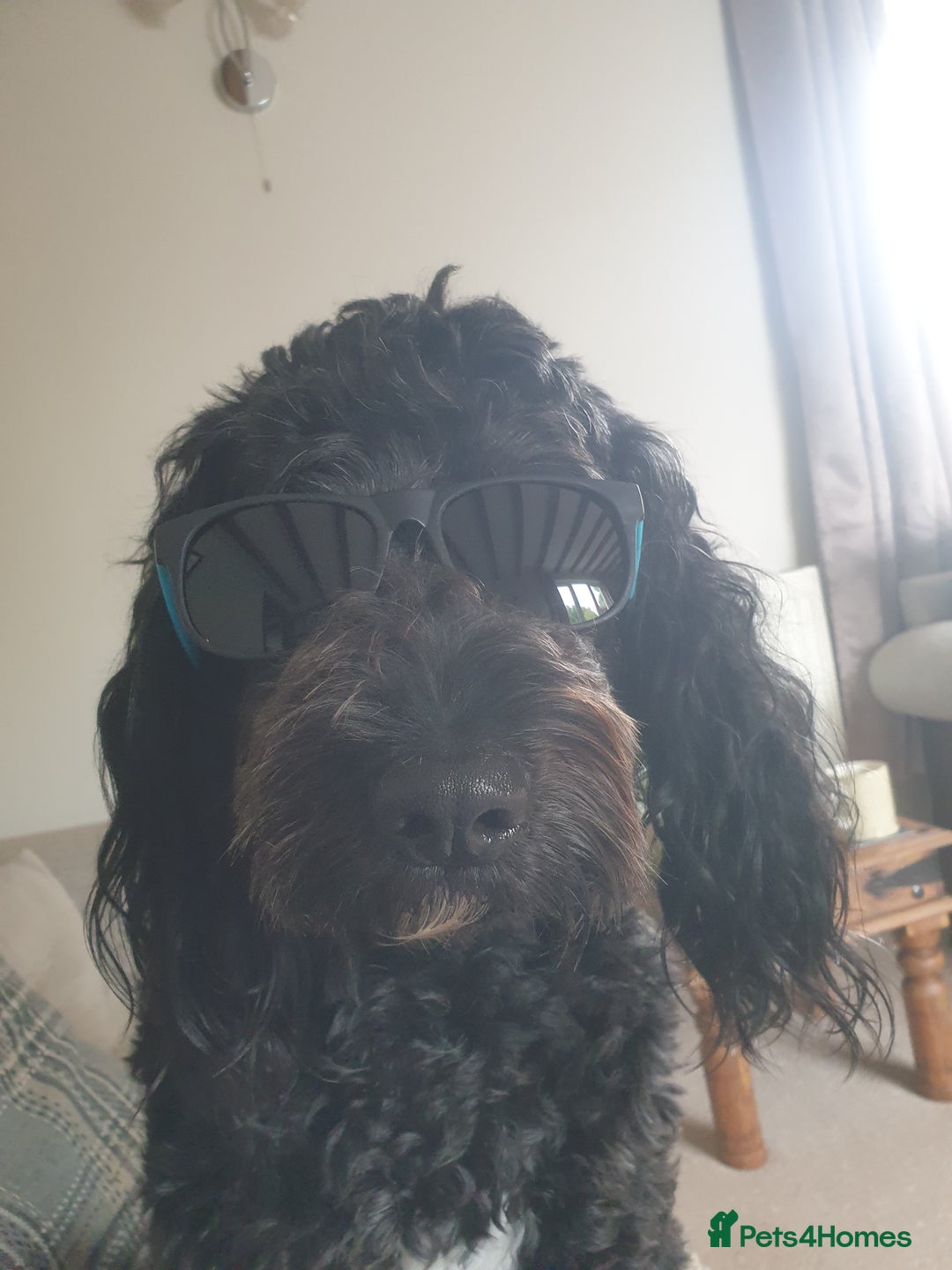 Cockapoo dogs for sale:  Black sable Show cocker/cockerpoo puppies  - Advert 2
