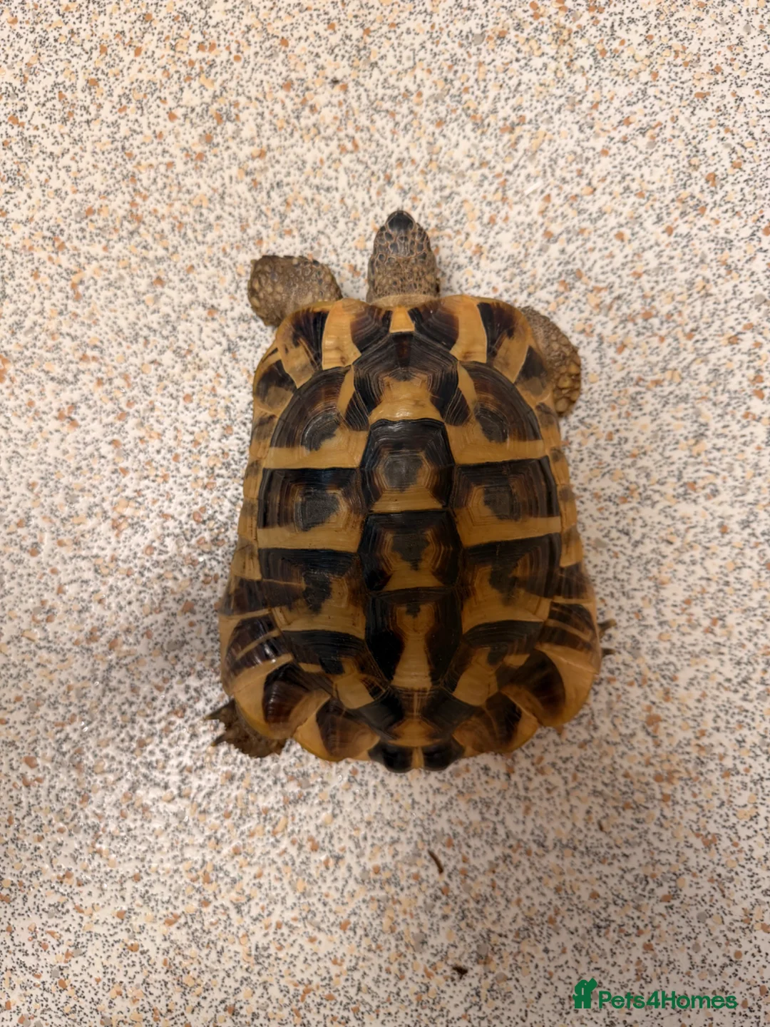 Hermann Tortoise reptiles for sale: Male Herman’s tortoise with huge setup  - Advert 2