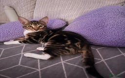 Bengal cats for sale: Half bengal half tabby kitten 17 weeks  - Image 6