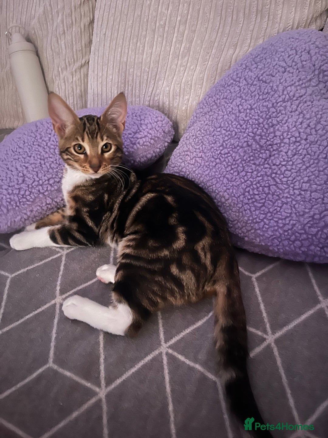 Bengal cats for sale: Half bengal half tabby kitten 17 weeks  - Image 6