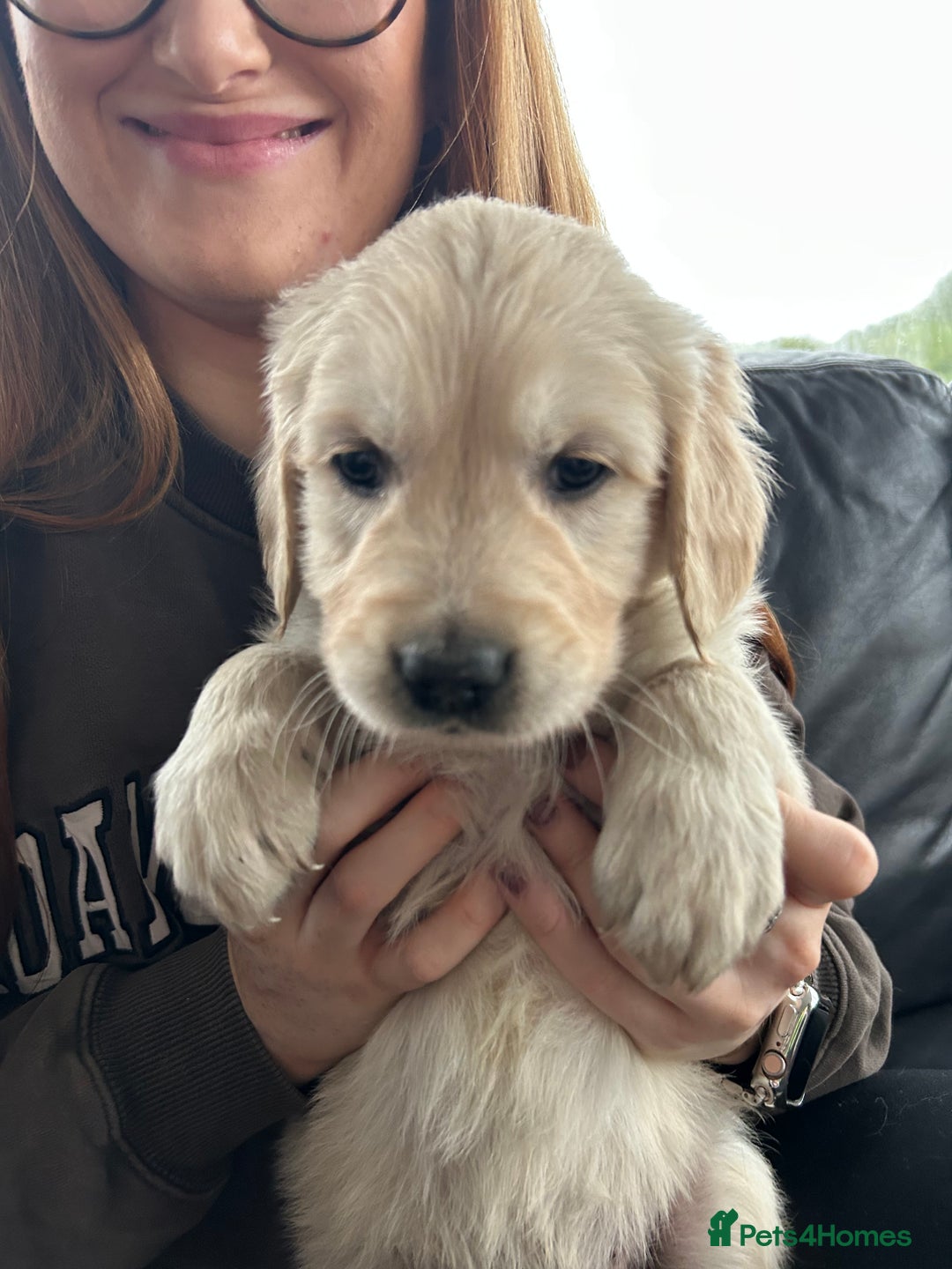 Golden Retriever dogs for sale: Beautiful Golden Retriever Puppies  - Image 17