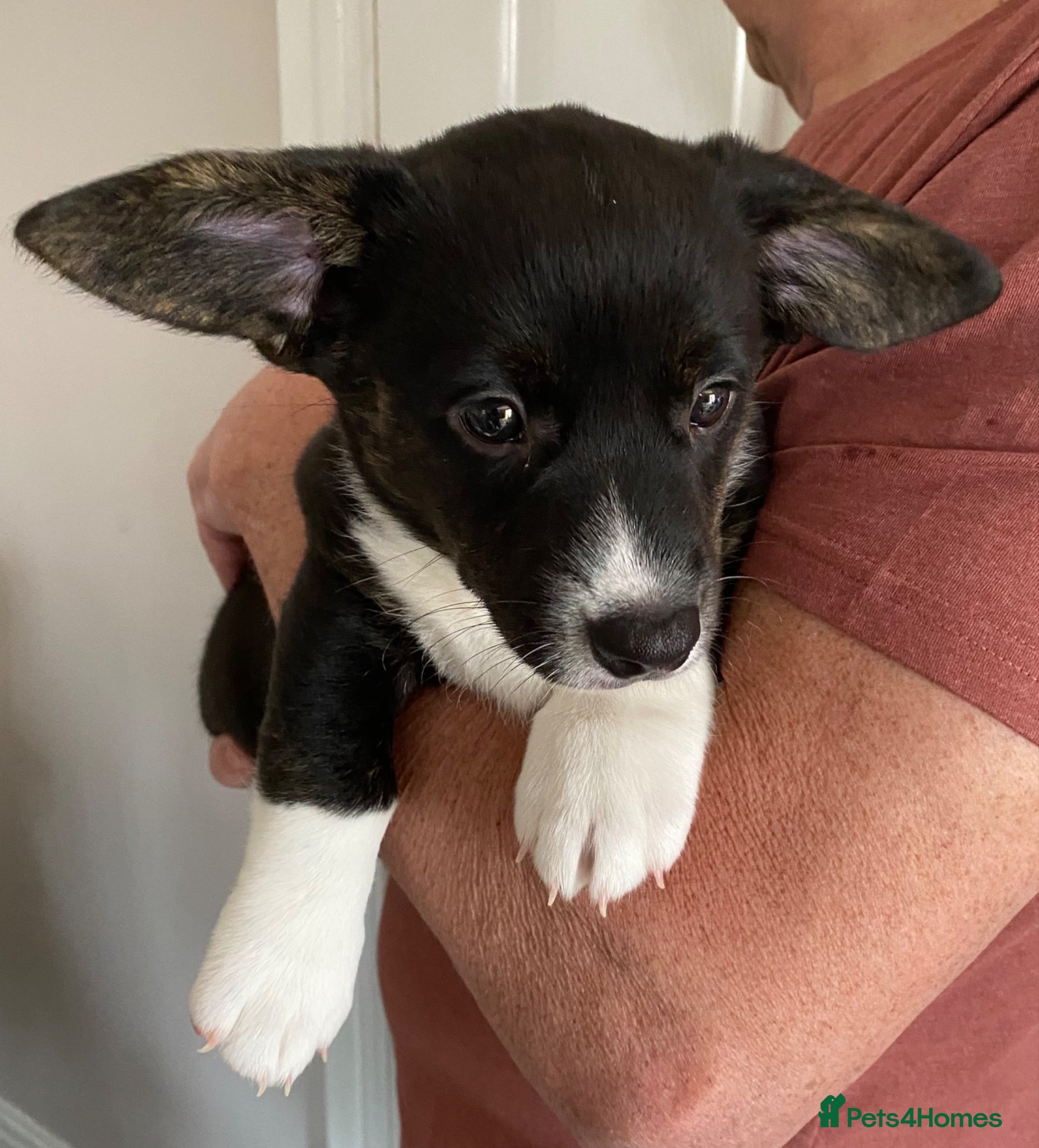 Welsh Corgi Cardigan dogs WELSH CARDIGAN CORGI BABIES - Advert 2