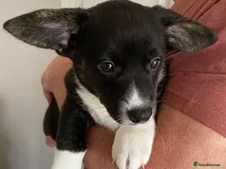 Welsh Corgi Cardigan dogs WELSH CARDIGAN CORGI BABIES - Advert 2