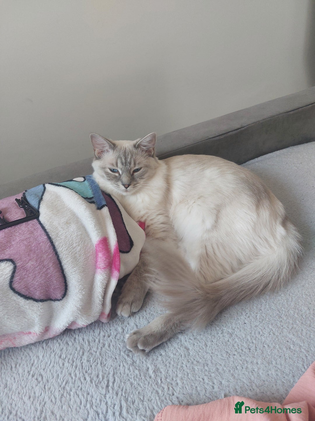 Ragdoll cats for sale: Beautiful lilic linx ragdoll female 16 months - Advert 2