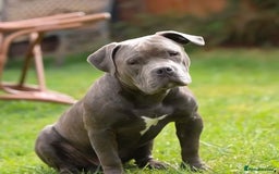 American Bully dogs for sale: Pocket Bully ABKC registered, rehoming - Image 1
