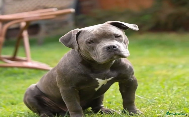 American Bully dogs - Advert 7