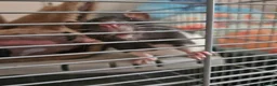 Rat rodents for sale: Female rats - Advert 5