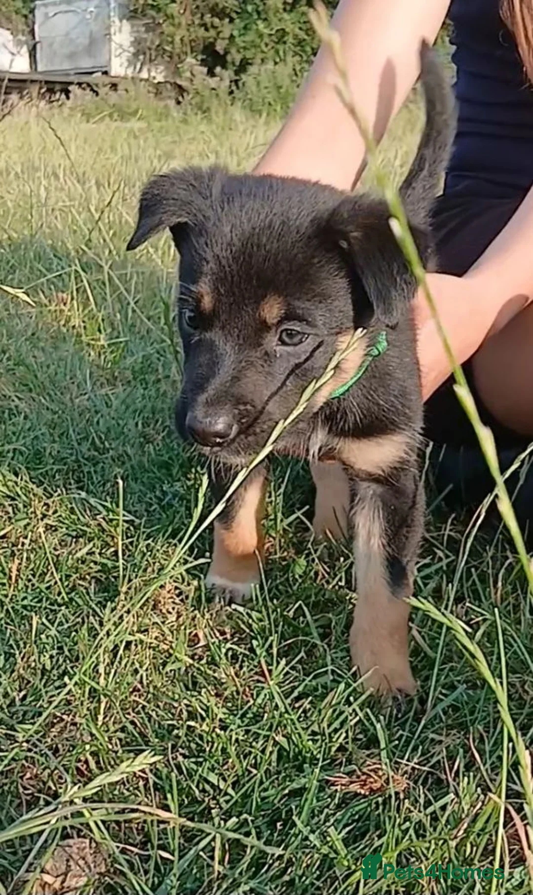 Mixed Breed dogs for sale: 2 lovely working collie/kelpie male puppies 4 sale - Advert 2