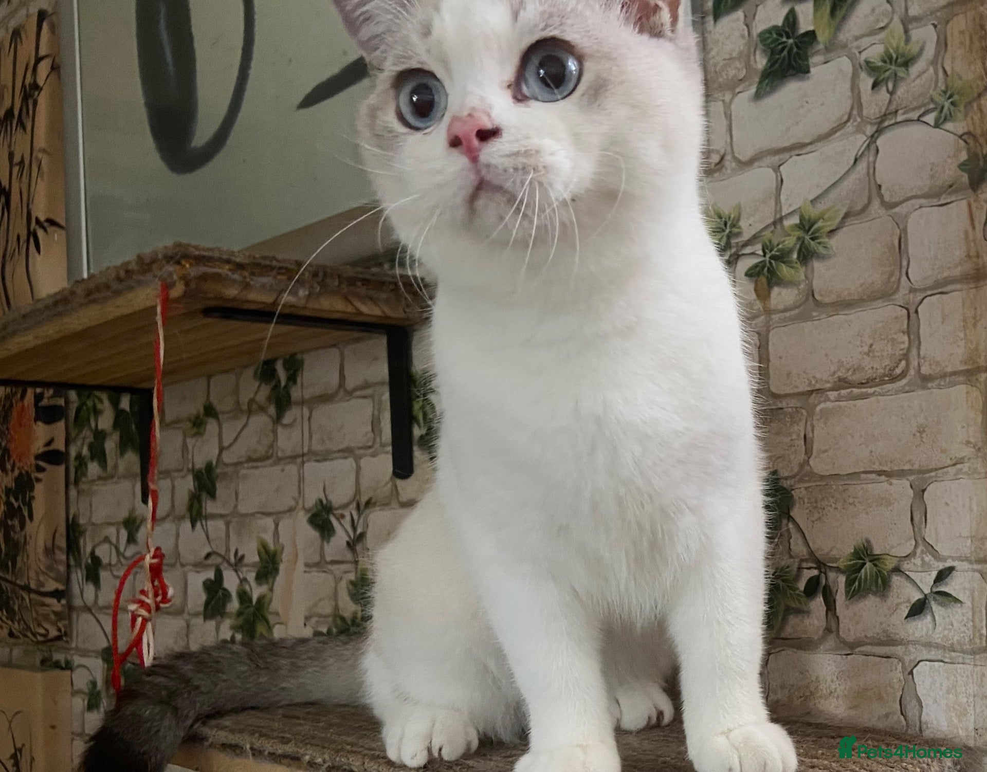 Munchkin cats ✨ Adorable TICA Registered Munchkin Kittens ✨ - Advert 2