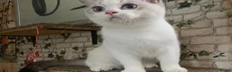 Munchkin cats for sale: ✨ Adorable TICA Registered Munchkin Kittens ✨ - Advert 15