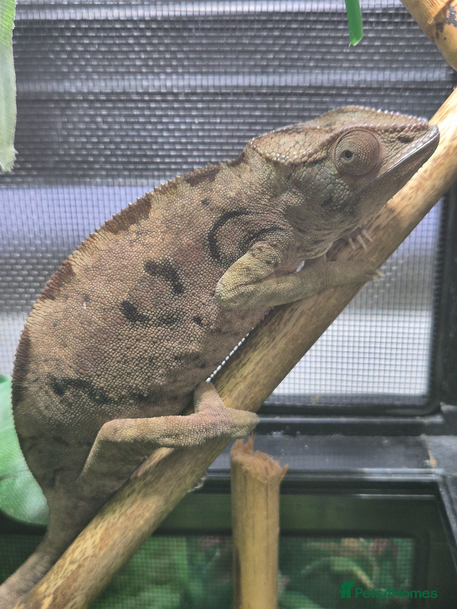Chameleon reptiles Juvenile panthers for sale.  - Advert 2
