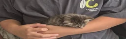 Mixed Breed cats for sale: Half maincoon and half domestic  in London - Advert 3