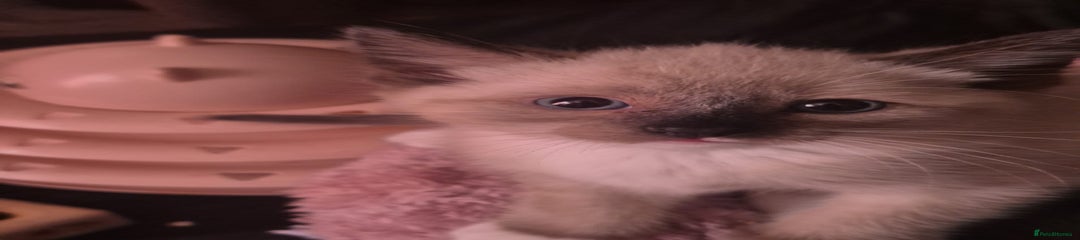 Norwegian Forest Cat Kitten 1