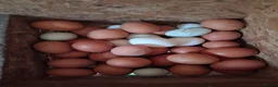 Chickens poultry for sale: Point of lay various breeds - Advert 3